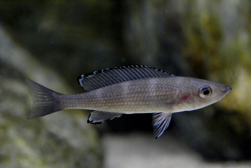 Paracyprichromis brieni 'Isanga Bay'